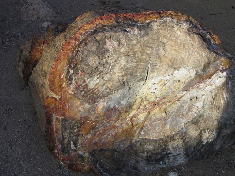 Menda kos okamenjenega lesa