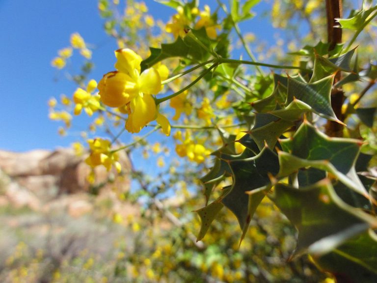 Makro izpopolnjevanje