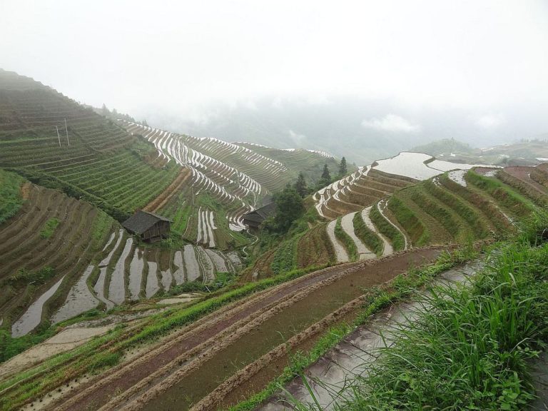 Riževi nasadi – pred setvijo