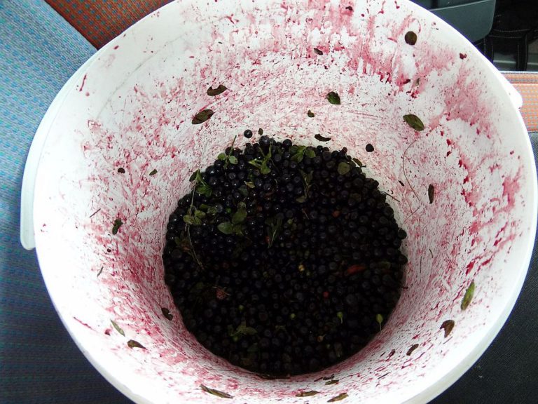 Njam – dobre borovnice