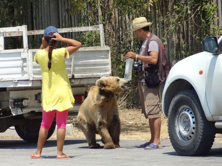 Ob izhodu nas pričaka medo