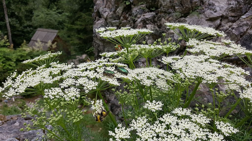 Životinjsko carstvo