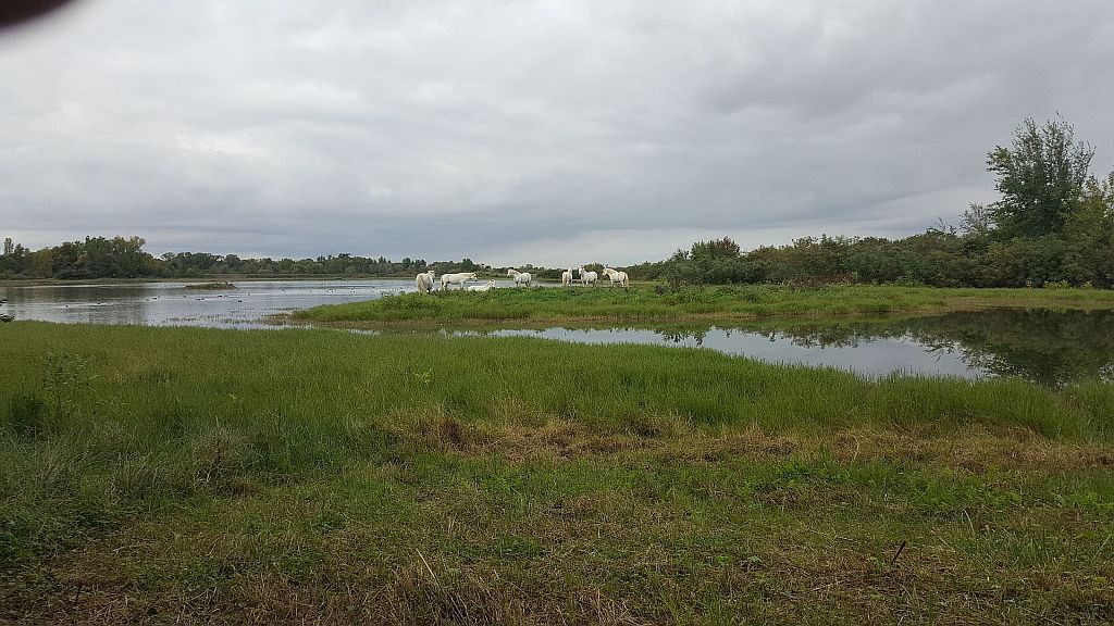 Še eno krdelce konjičev…