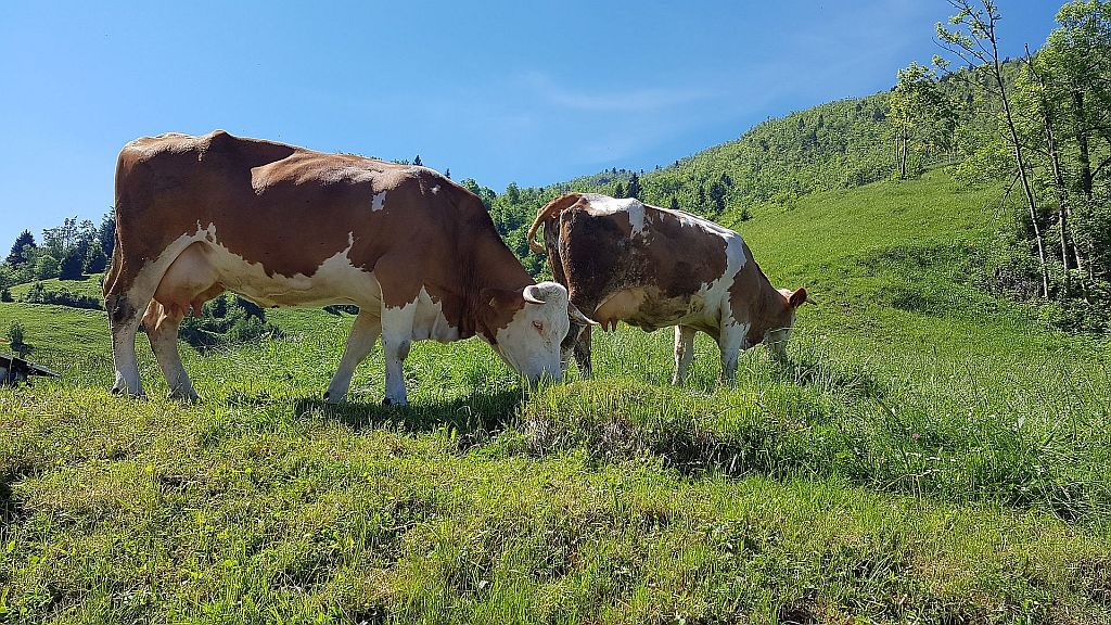 Milke čudne barve…
