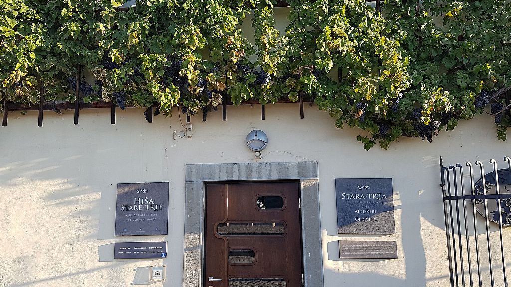 Mariborska Stara trta