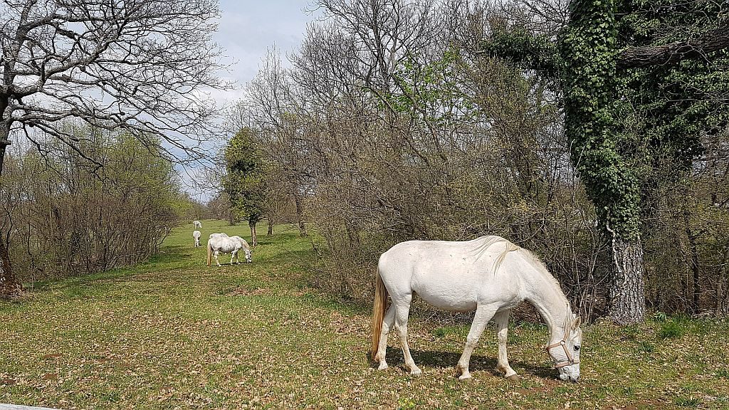 Hi konjiček ta pravi