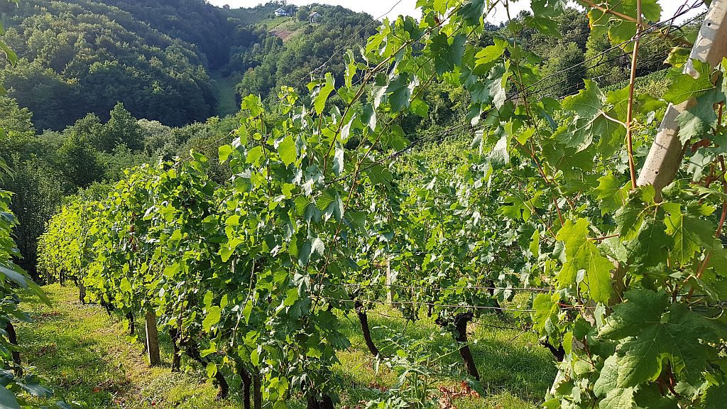 Mirkotove “gorice” – kdaj bo trgatev???