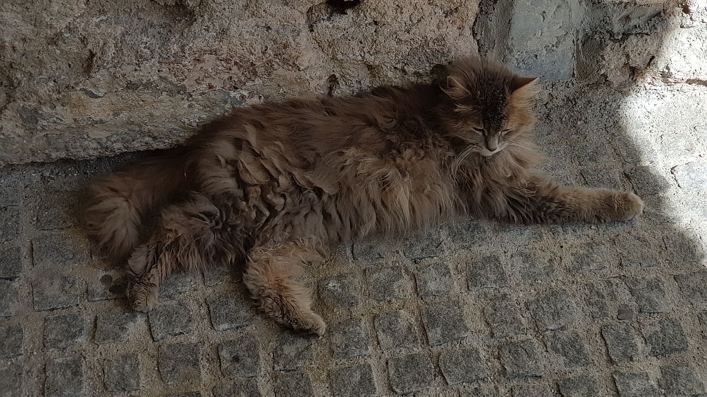 Kolk sm jest utrujen