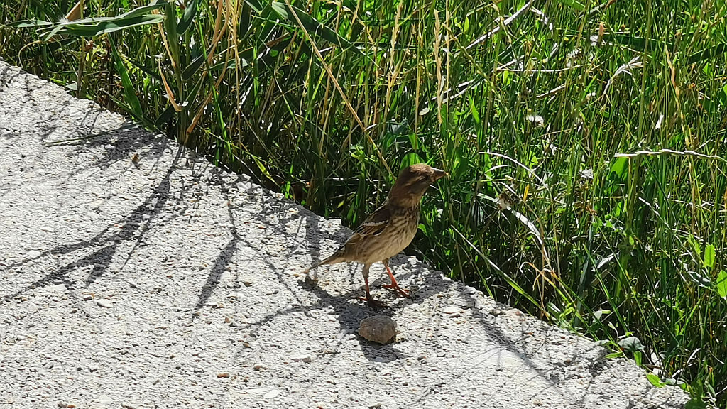 Se je prišel poslovit