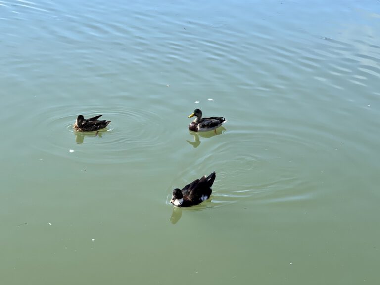 20220918 110106 3163